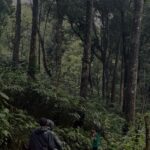 best travel photographer in wayand the dark foresst