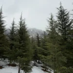 best travel photo grapher in wayanad the snow pain forest